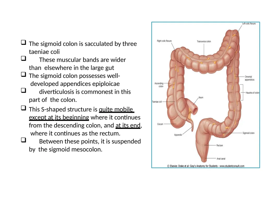 Sigmoid colon Dr. Dima Hamarsheh - slide 3 of 52