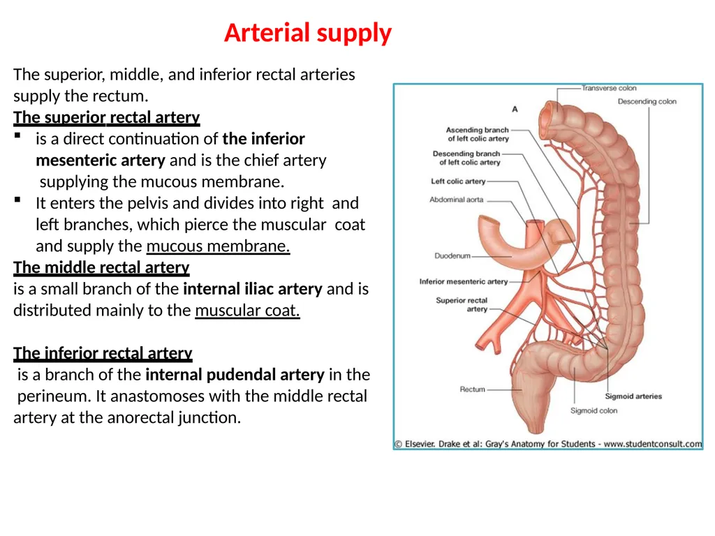 Sigmoid colon Dr. Dima Hamarsheh - slide 19 of 52