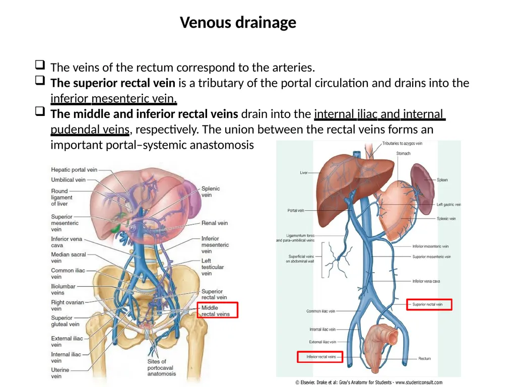 Sigmoid colon Dr. Dima Hamarsheh - slide 21 of 52