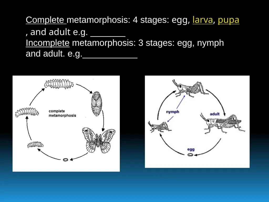 ENVIRONMENTAL STUDIES POPULATION ECOLOGY - slide 13 of 43