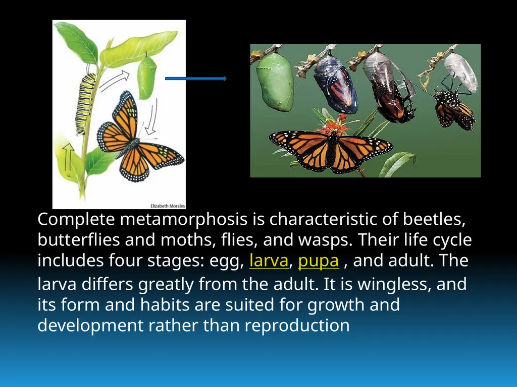ENVIRONMENTAL STUDIES POPULATION ECOLOGY - slide 14 of 43