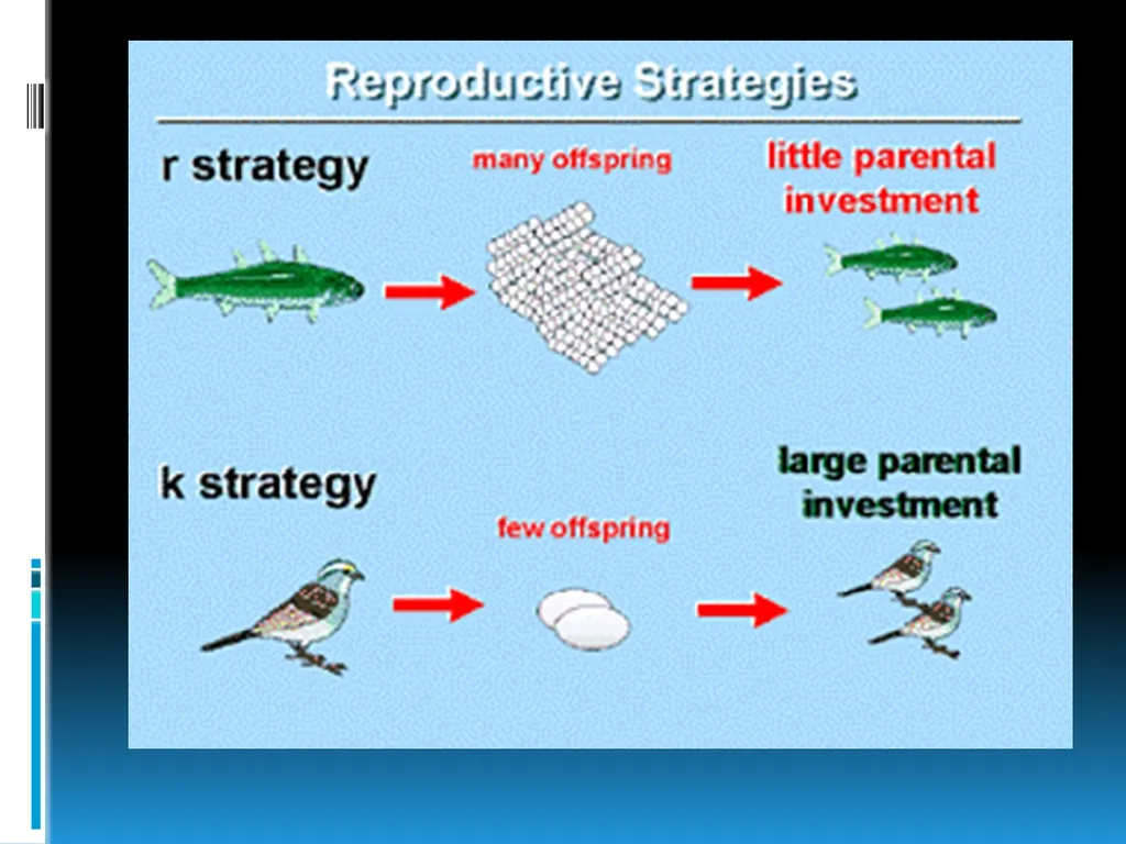 ENVIRONMENTAL STUDIES POPULATION ECOLOGY - slide 9 of 43