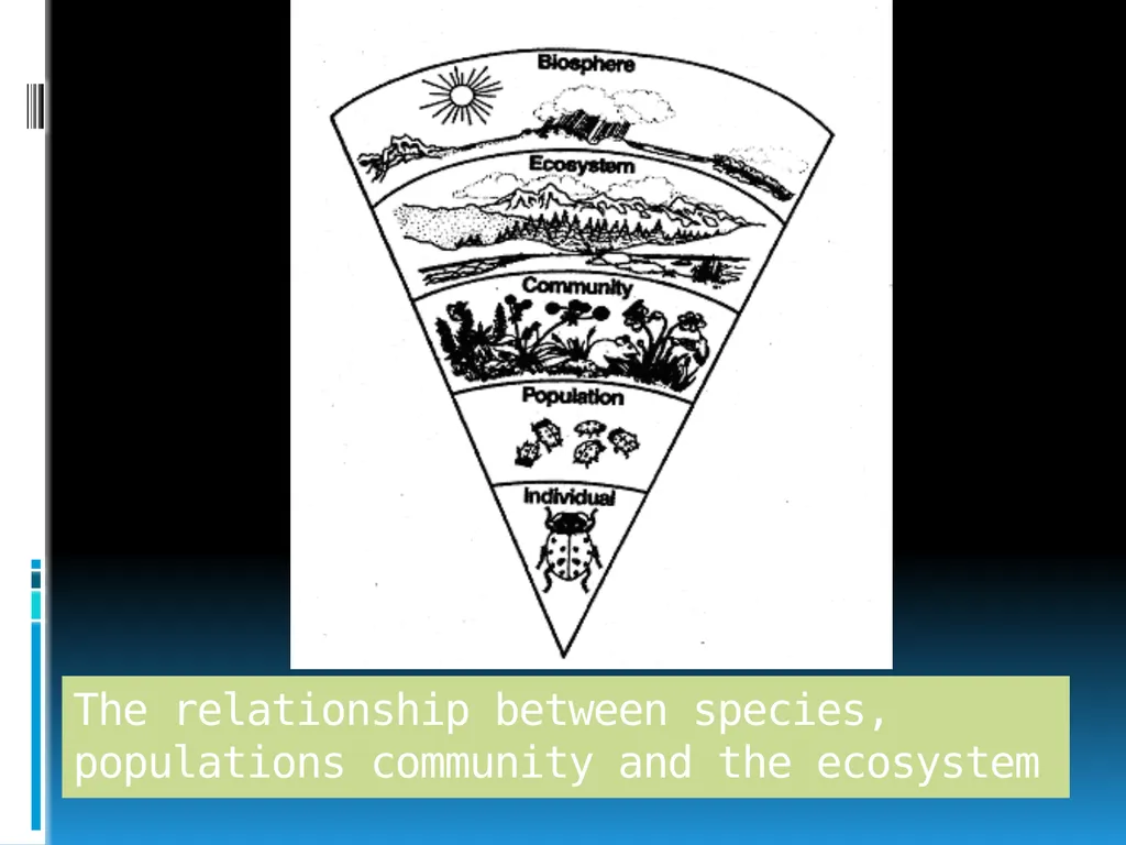 ENVIRONMENTAL STUDIES POPULATION ECOLOGY - slide 4 of 43