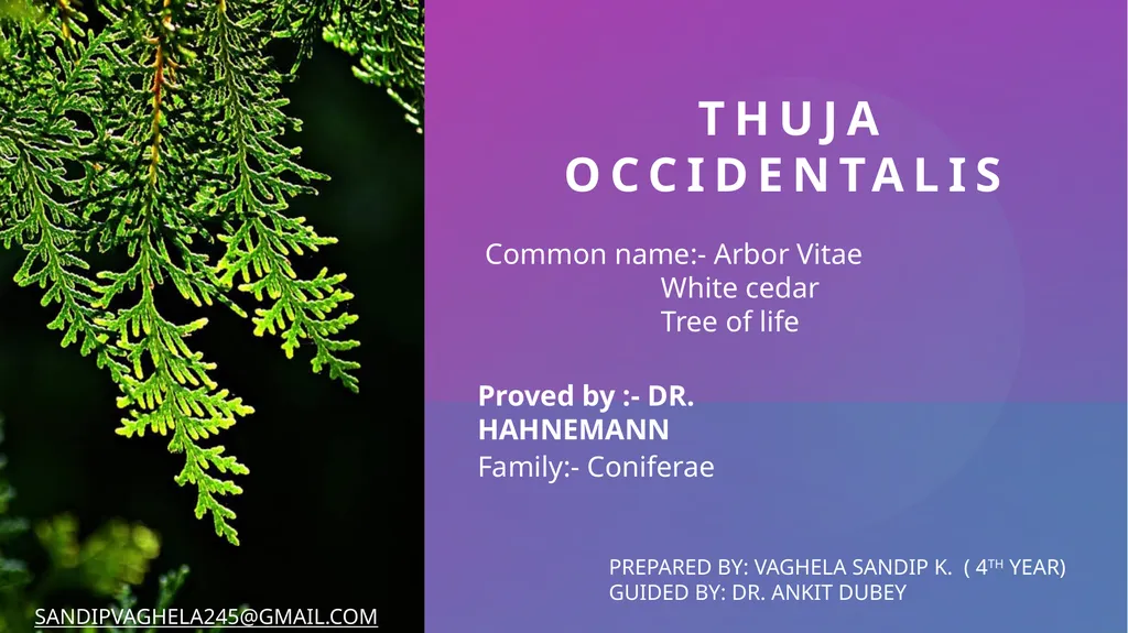 Thuja Occidentalis Common name:- Arbor Vitae White - slide 1 of 30