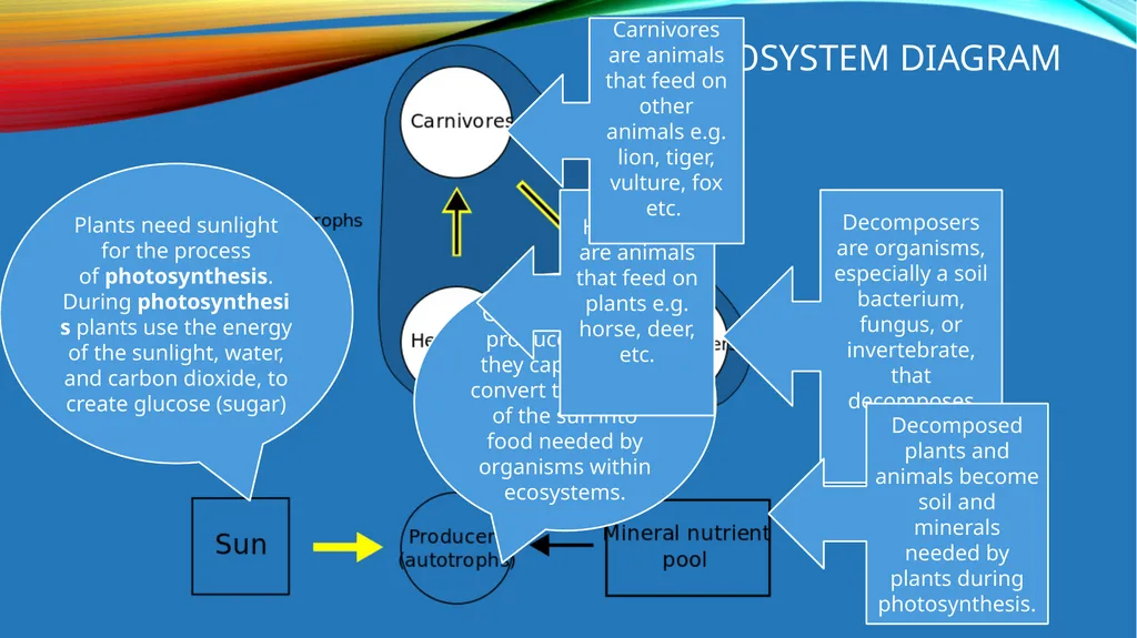 Ecosystems www.ecosystemforkids.com What is an - slide 3 of 6