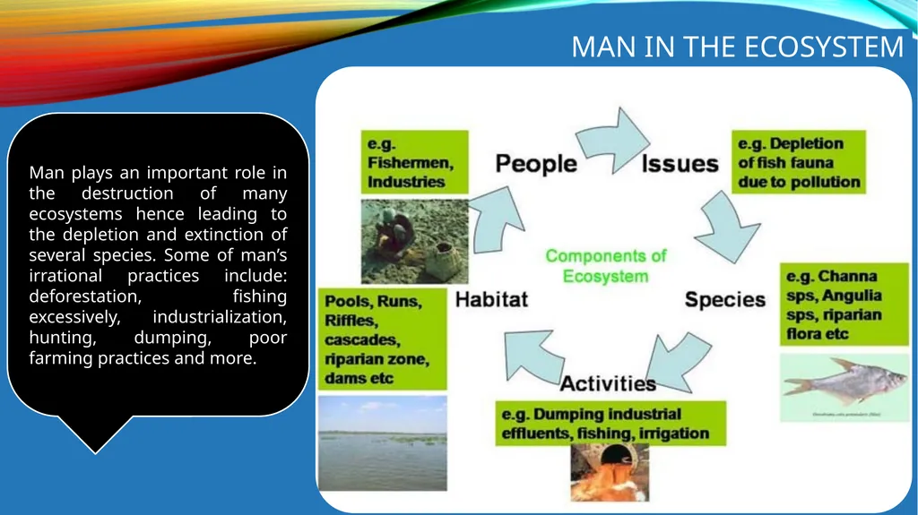 Ecosystems www.ecosystemforkids.com What is an - slide 4 of 6