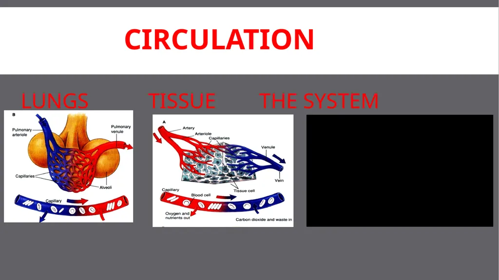 SCFD EMS CIRCULATORY EMERGENCIES Updated 03/2017 - slide 5 of 14