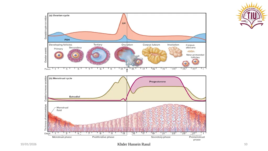Spring Semester Course Name : Endocrinology Stage: - slide 10 of 17