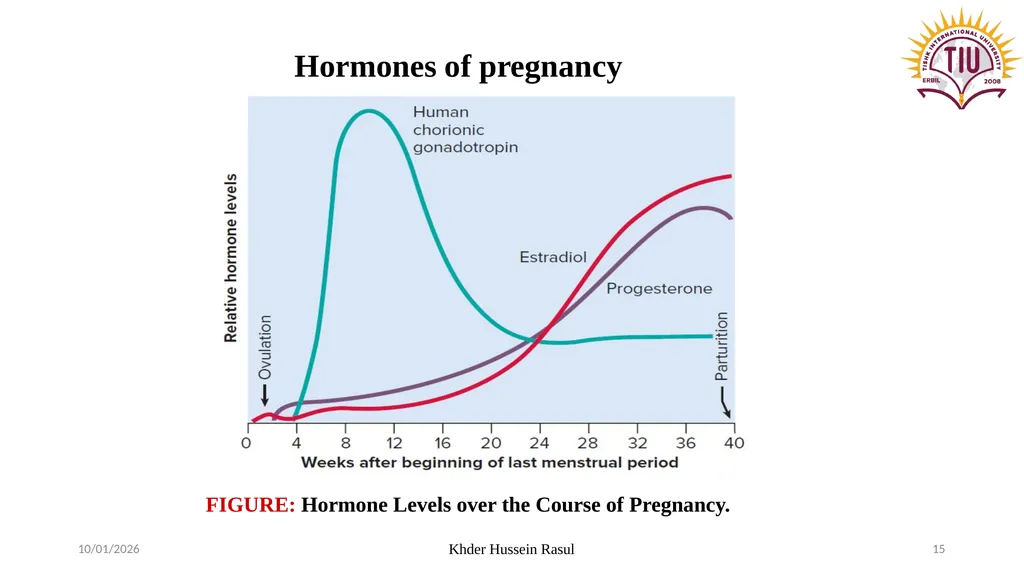 Spring Semester Course Name : Endocrinology Stage: - slide 15 of 17