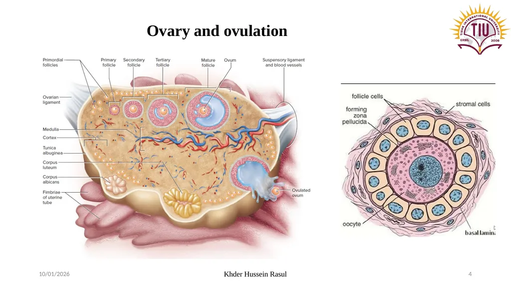 Spring Semester Course Name : Endocrinology Stage: - slide 4 of 17