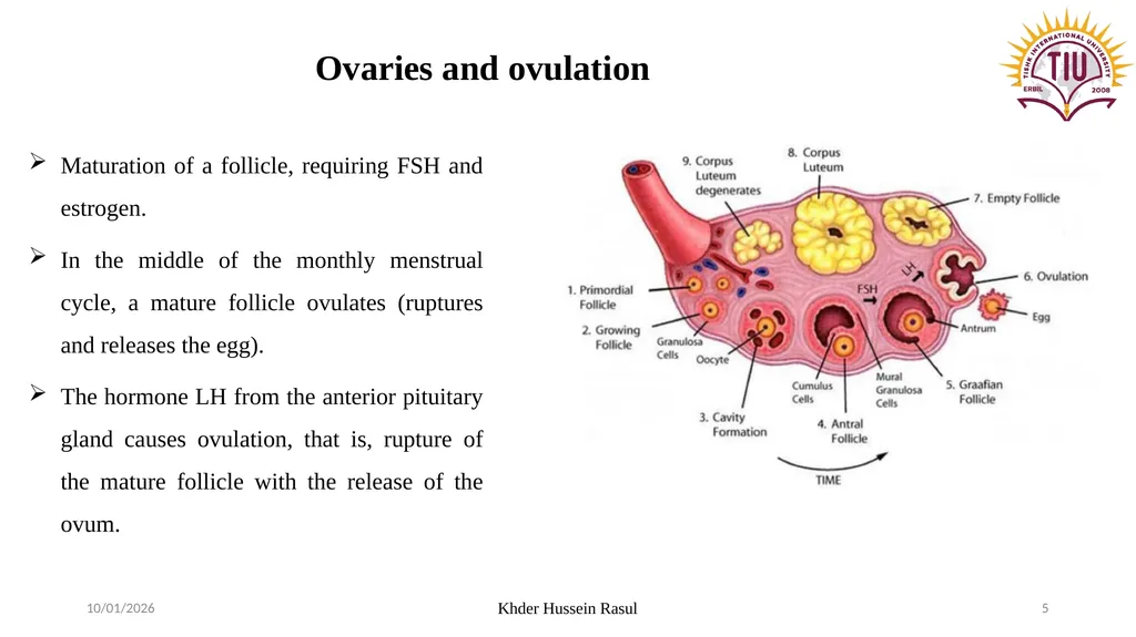 Spring Semester Course Name : Endocrinology Stage: - slide 5 of 17