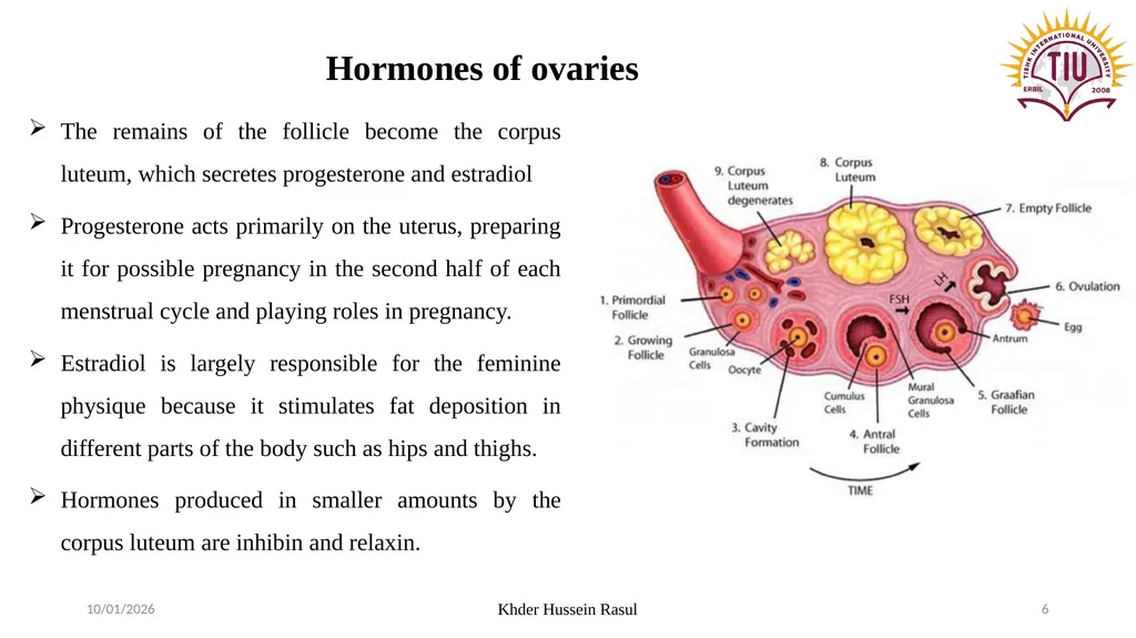 Spring Semester Course Name : Endocrinology Stage: - slide 6 of 17