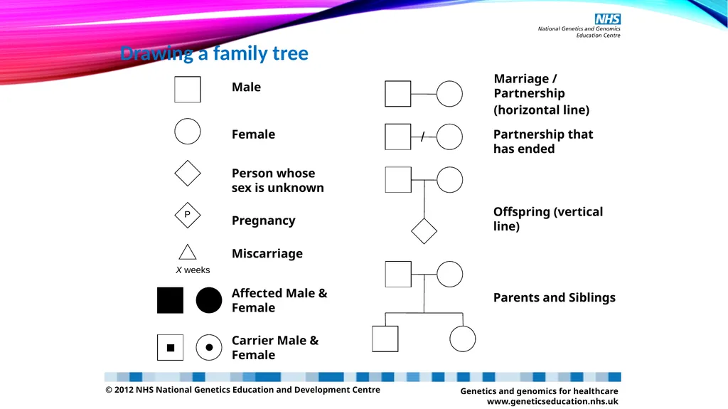 pedigree overview What is a pedigree? Definition - slide 24 of 42