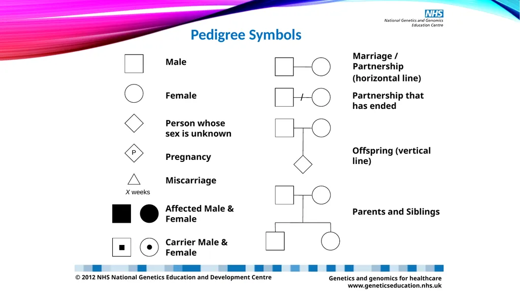 pedigree overview What is a pedigree? Definition - slide 8 of 42