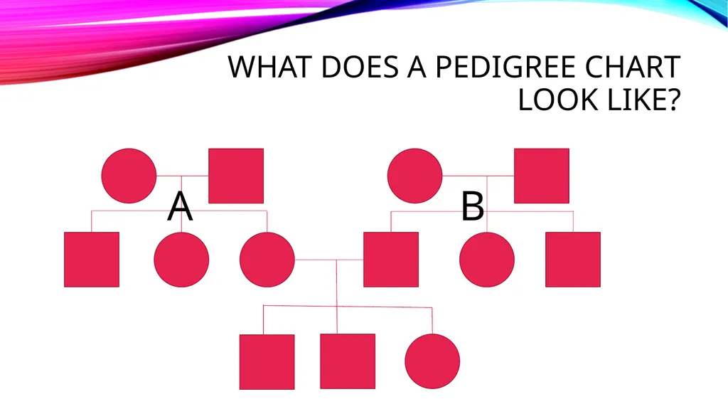 pedigree overview What is a pedigree? Definition - slide 7 of 42