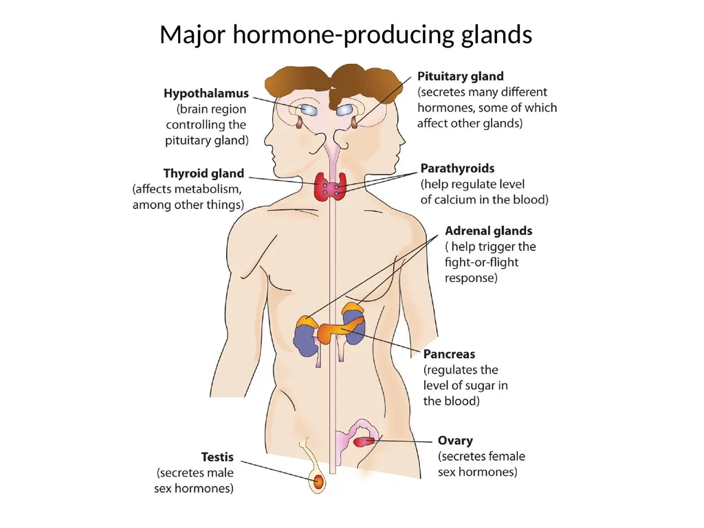 Endocrine dysfunction (Hormone imbalance) in - slide 5 of 37