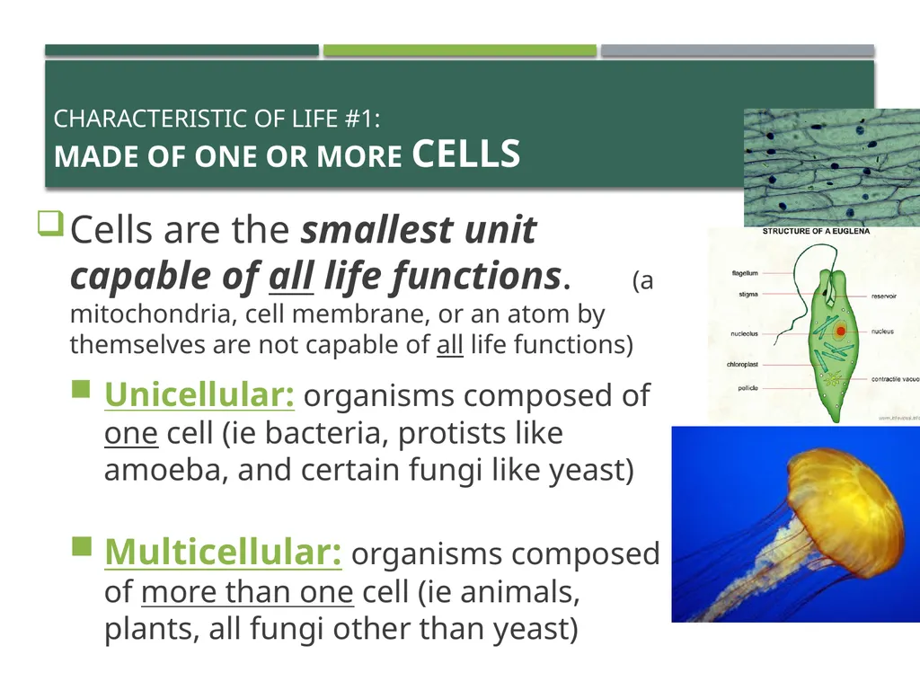 Characteristics of Life Pre-AP Biology: Unit 1 - slide 4 of 22