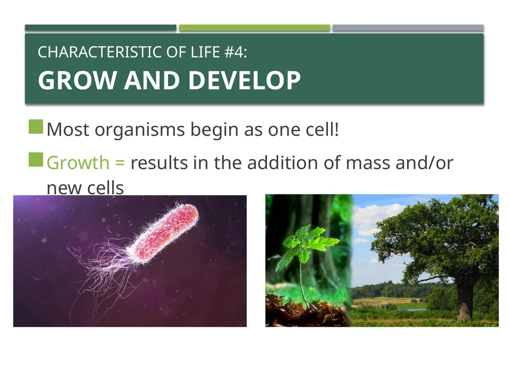 Characteristics of Life Pre-AP Biology: Unit 1 - slide 11 of 22