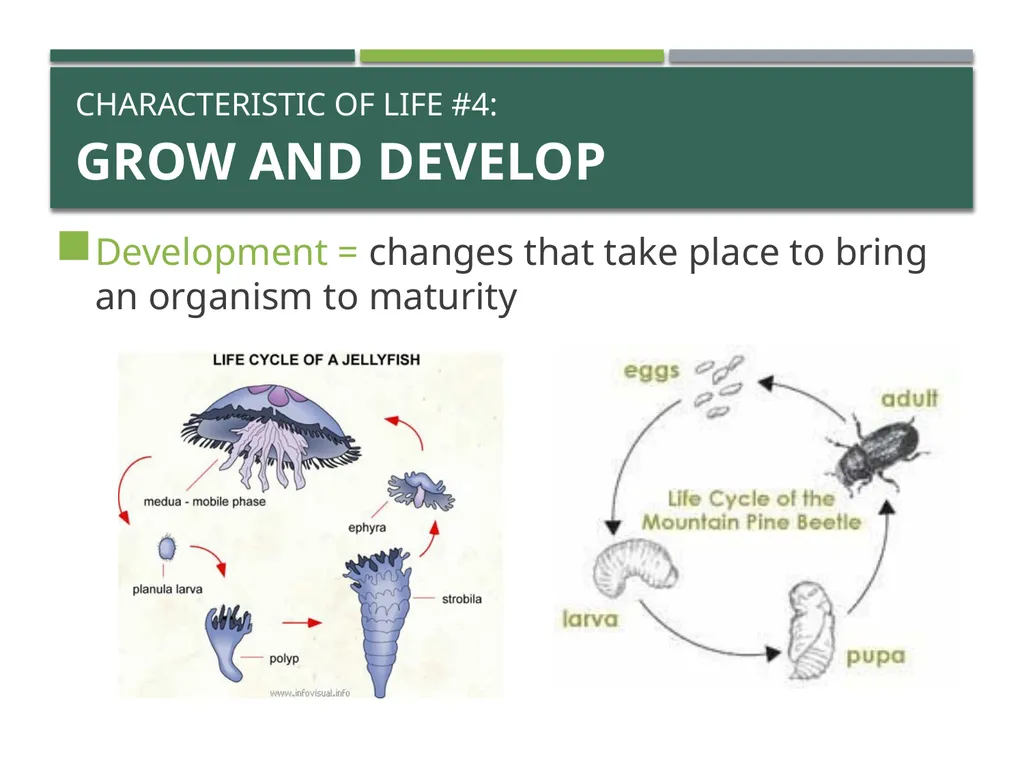 Characteristics of Life Pre-AP Biology: Unit 1 - slide 12 of 22