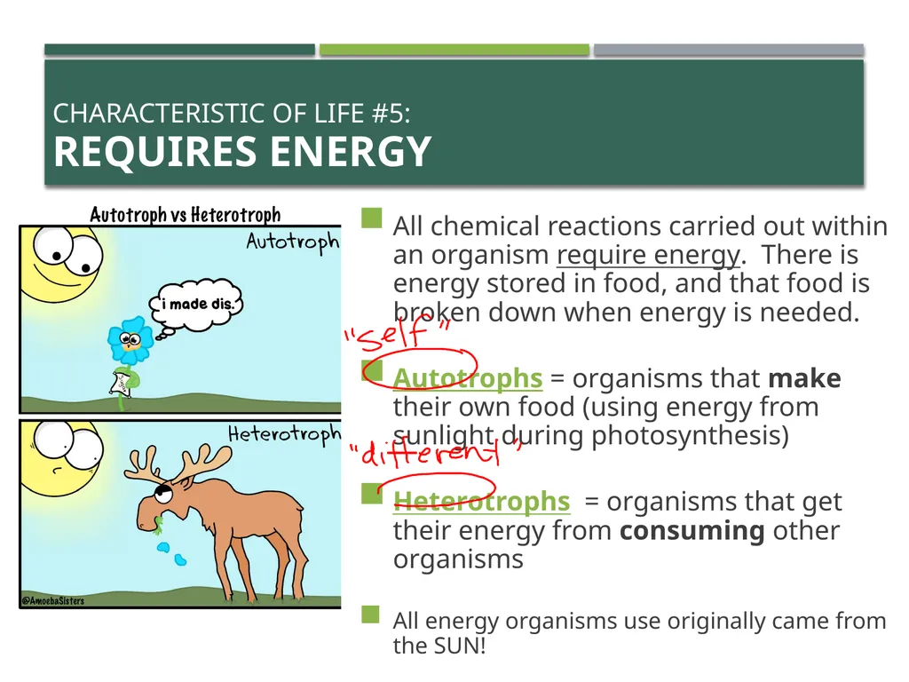 Characteristics of Life Pre-AP Biology: Unit 1 - slide 13 of 22