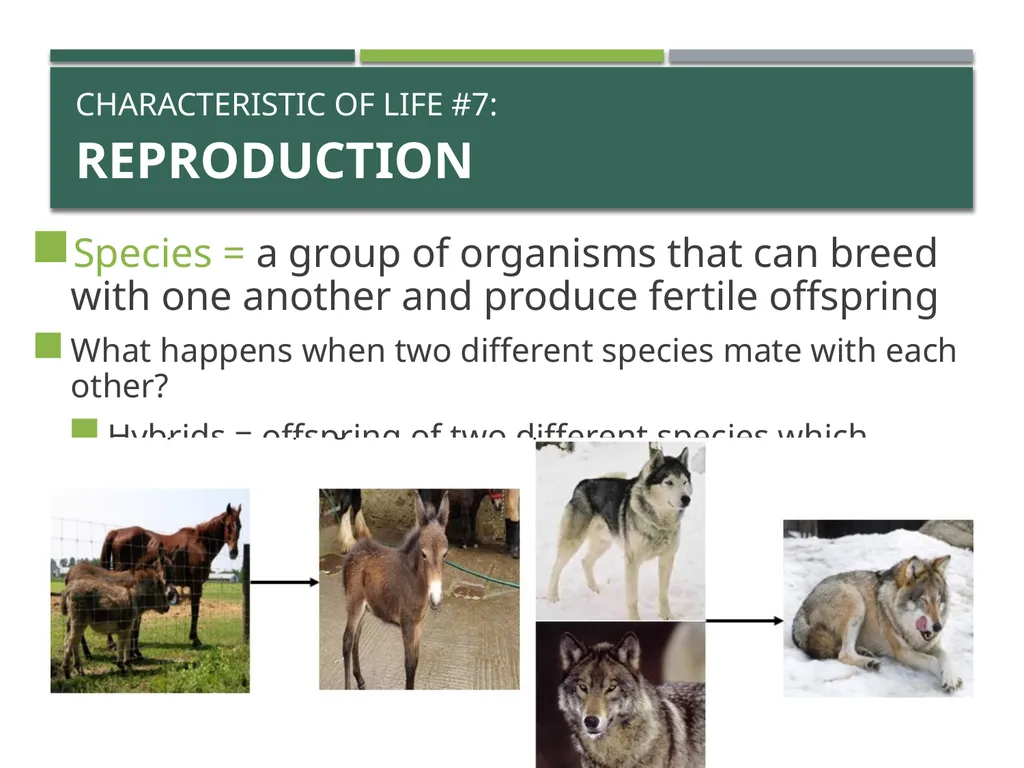 Characteristics of Life Pre-AP Biology: Unit 1 - slide 18 of 22