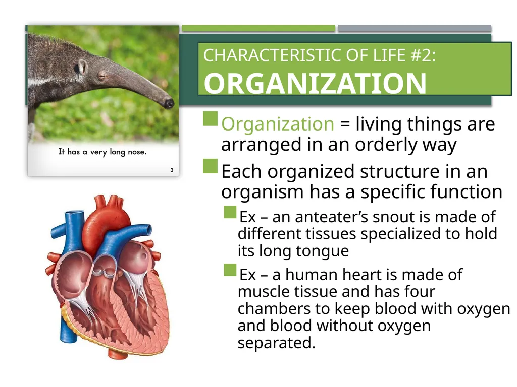 Characteristics of Life Pre-AP Biology: Unit 1 - slide 6 of 22