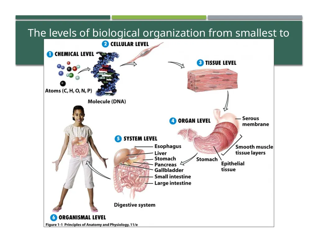 Characteristics of Life Pre-AP Biology: Unit 1 - slide 9 of 22