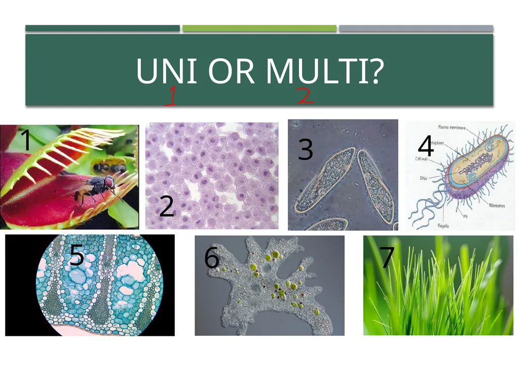 Characteristics of Life Pre-AP Biology: Unit 1 - slide 5 of 22