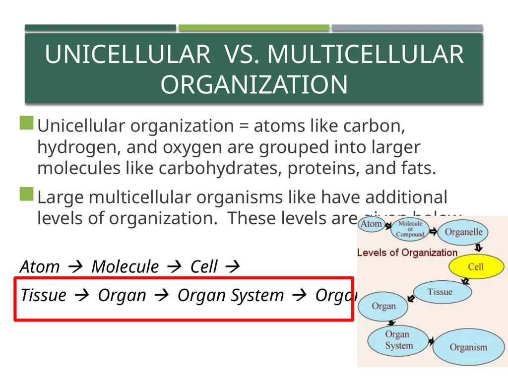 Characteristics of Life Pre-AP Biology: Unit 1 - slide 7 of 22
