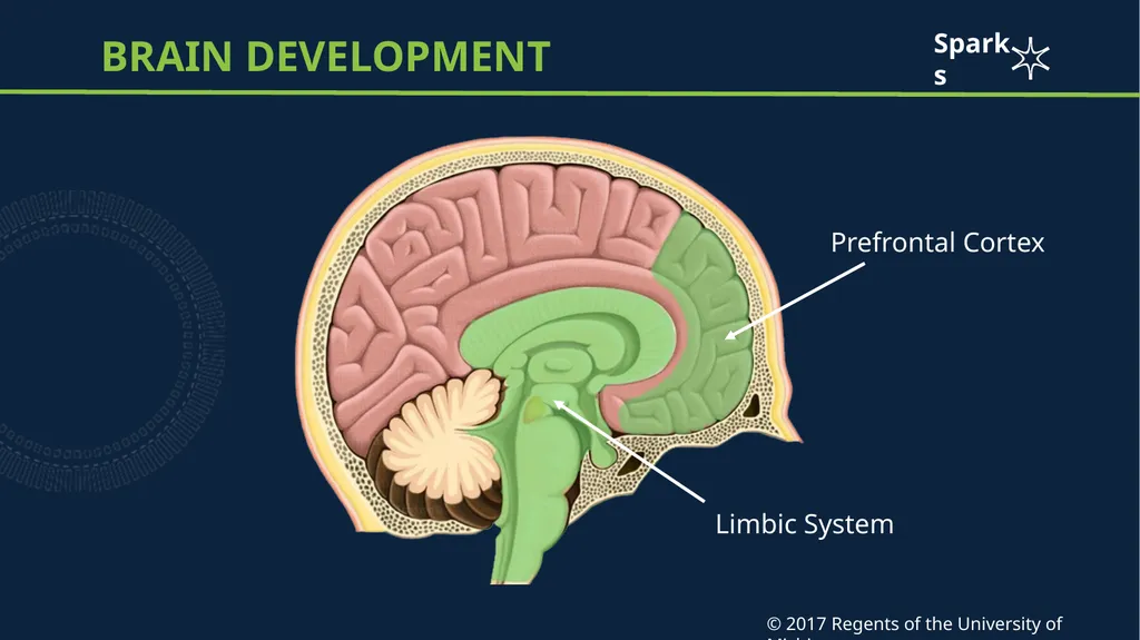 Adolescent brain development Case Scenario: Shayla - slide 6 of 12