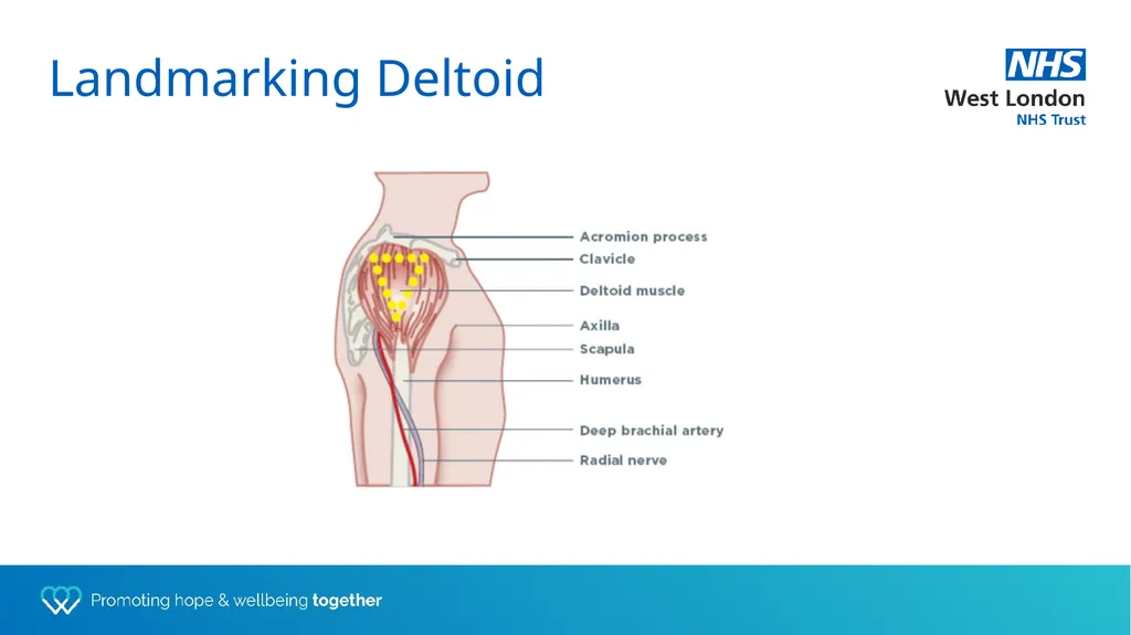 Depot training for Practice Nurses Presented by - slide 12 of 44