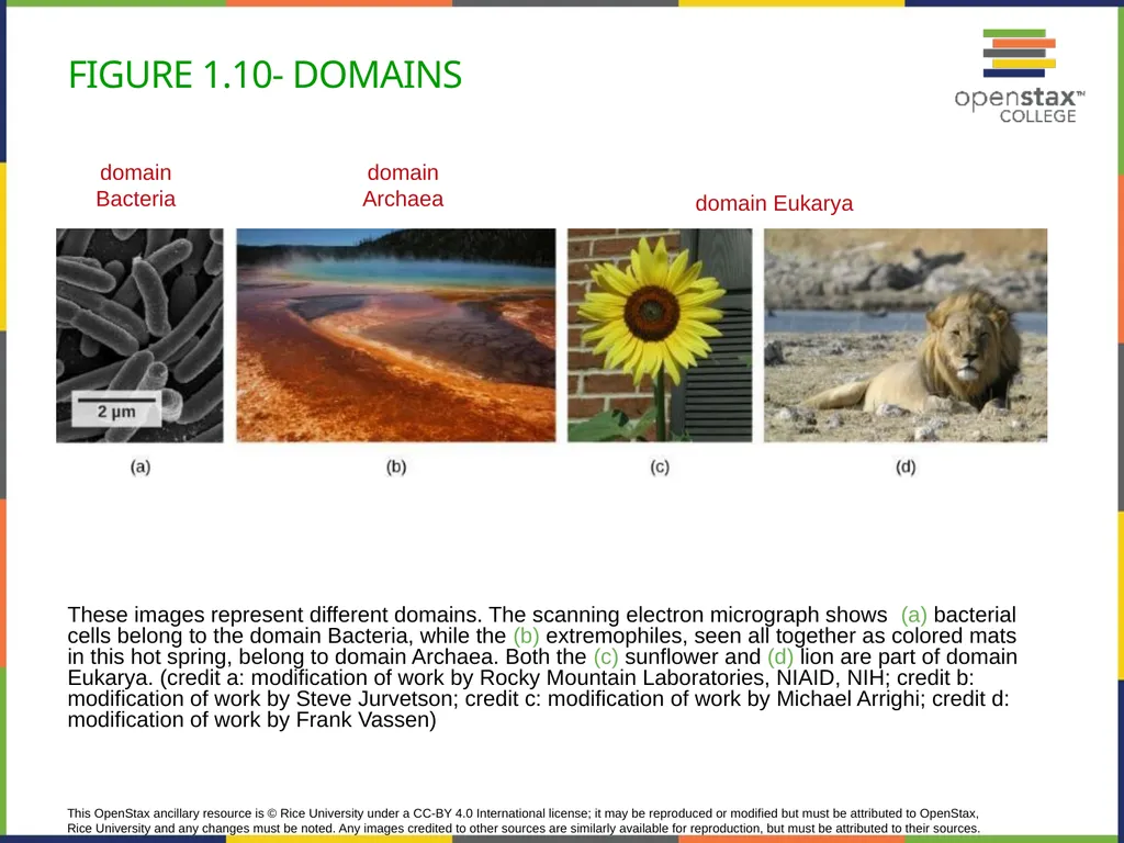 Concepts of Biology Chapter 1 INTRODUCTION TO - slide 21 of 45
