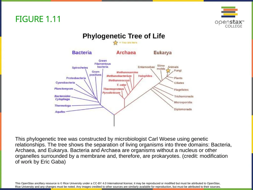 Concepts of Biology Chapter 1 INTRODUCTION TO - slide 25 of 45