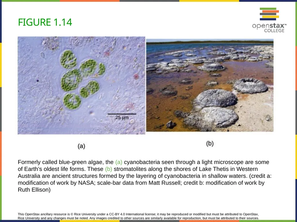 Concepts of Biology Chapter 1 INTRODUCTION TO - slide 30 of 45