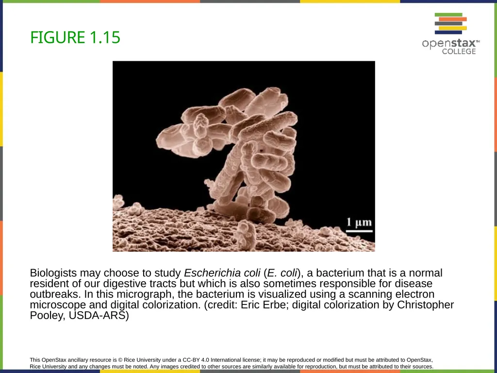 Concepts of Biology Chapter 1 INTRODUCTION TO - slide 31 of 45
