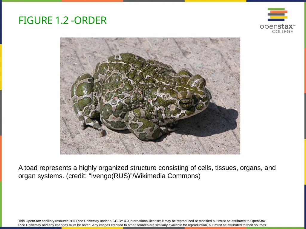Concepts of Biology Chapter 1 INTRODUCTION TO - slide 6 of 45
