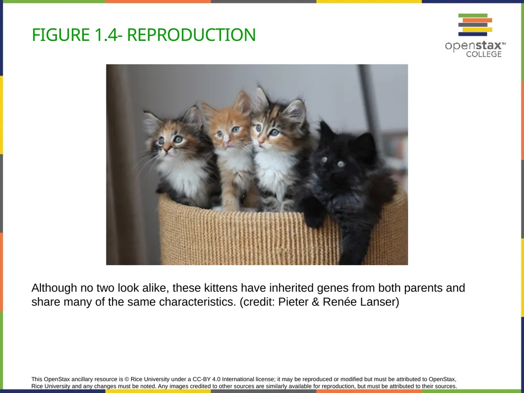 Concepts of Biology Chapter 1 INTRODUCTION TO - slide 9 of 45