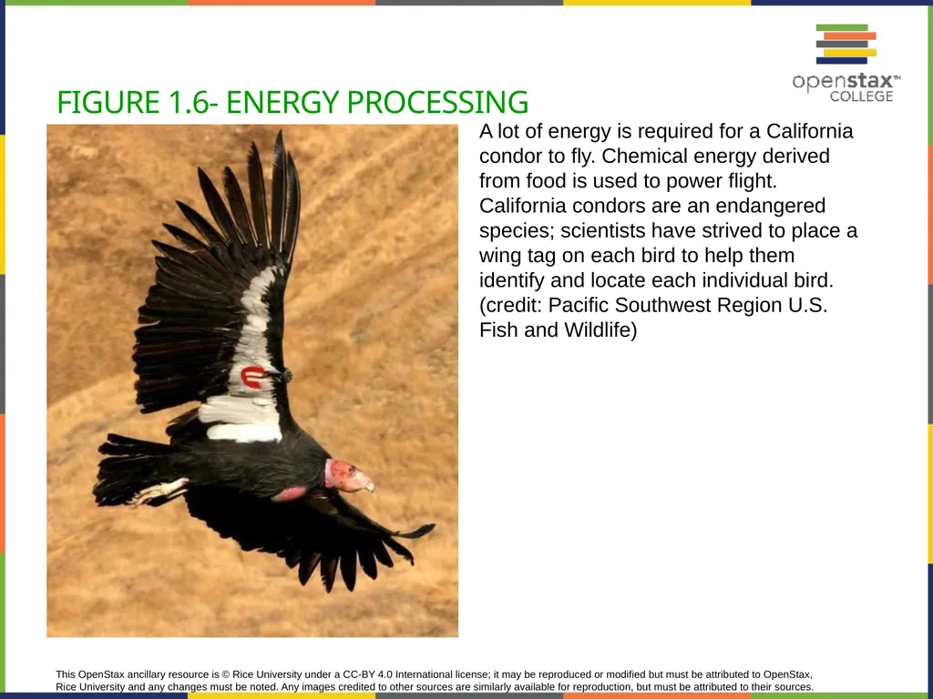 Concepts of Biology Chapter 1 INTRODUCTION TO - slide 11 of 45