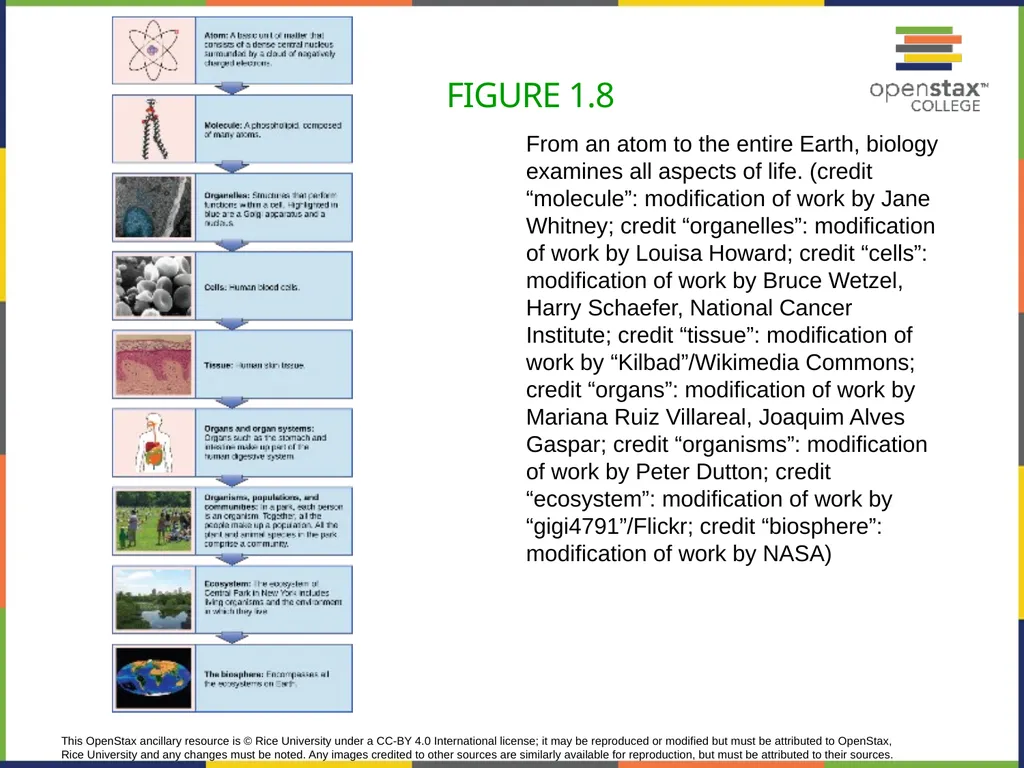 Concepts of Biology Chapter 1 INTRODUCTION TO - slide 17 of 45