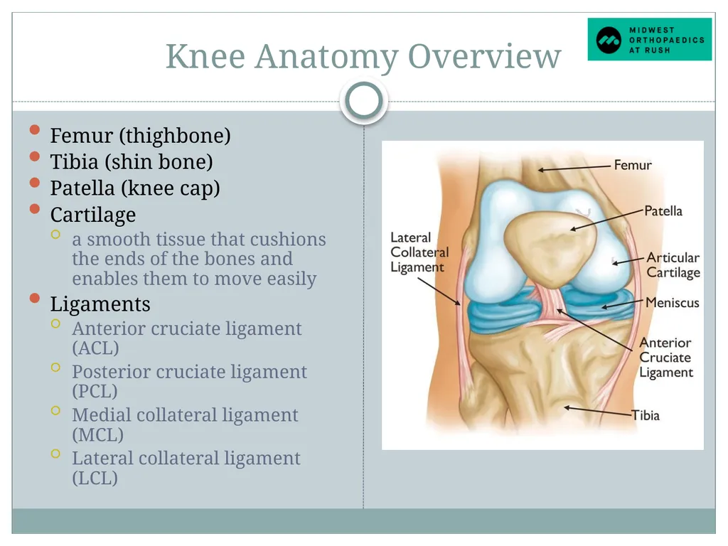 Welcome to Dr. Tad Gerlinger’s JOINT Replacement - slide 3 of 35