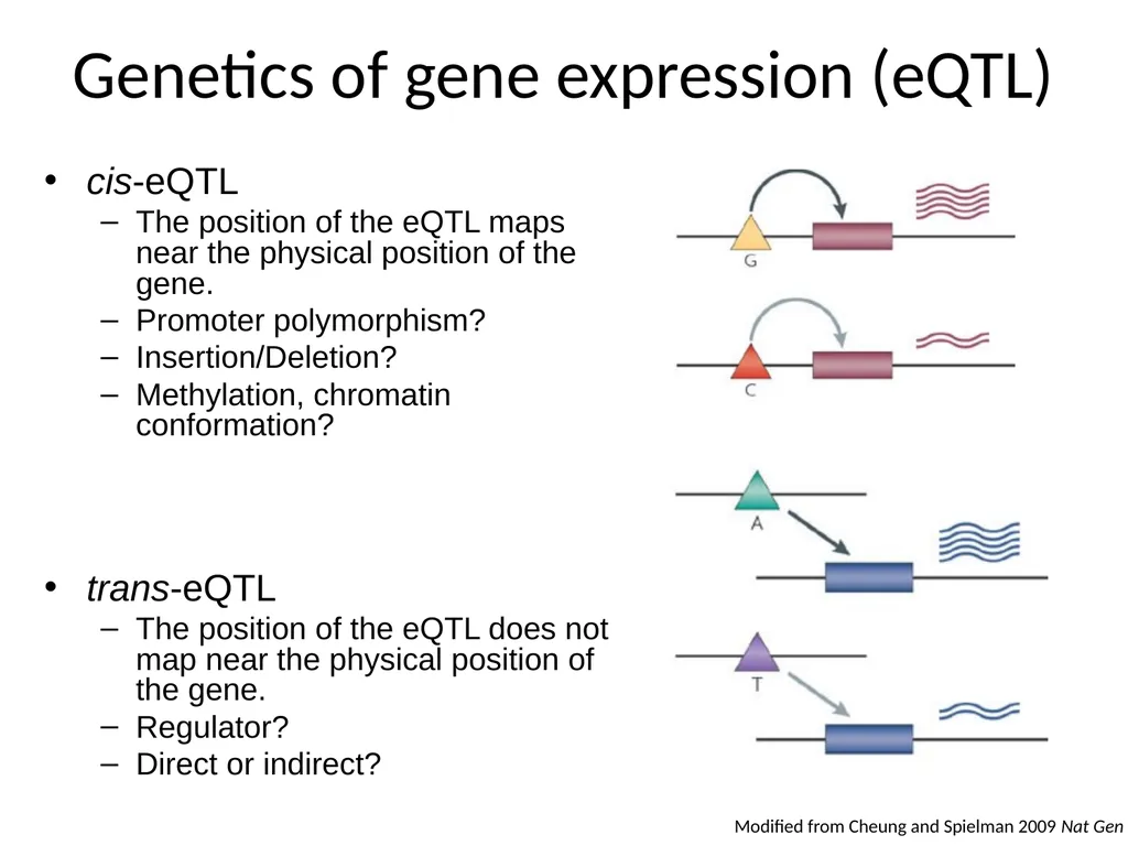 Lecture 16 Regulatory variation and eQTLs Chris - slide 12 of 59