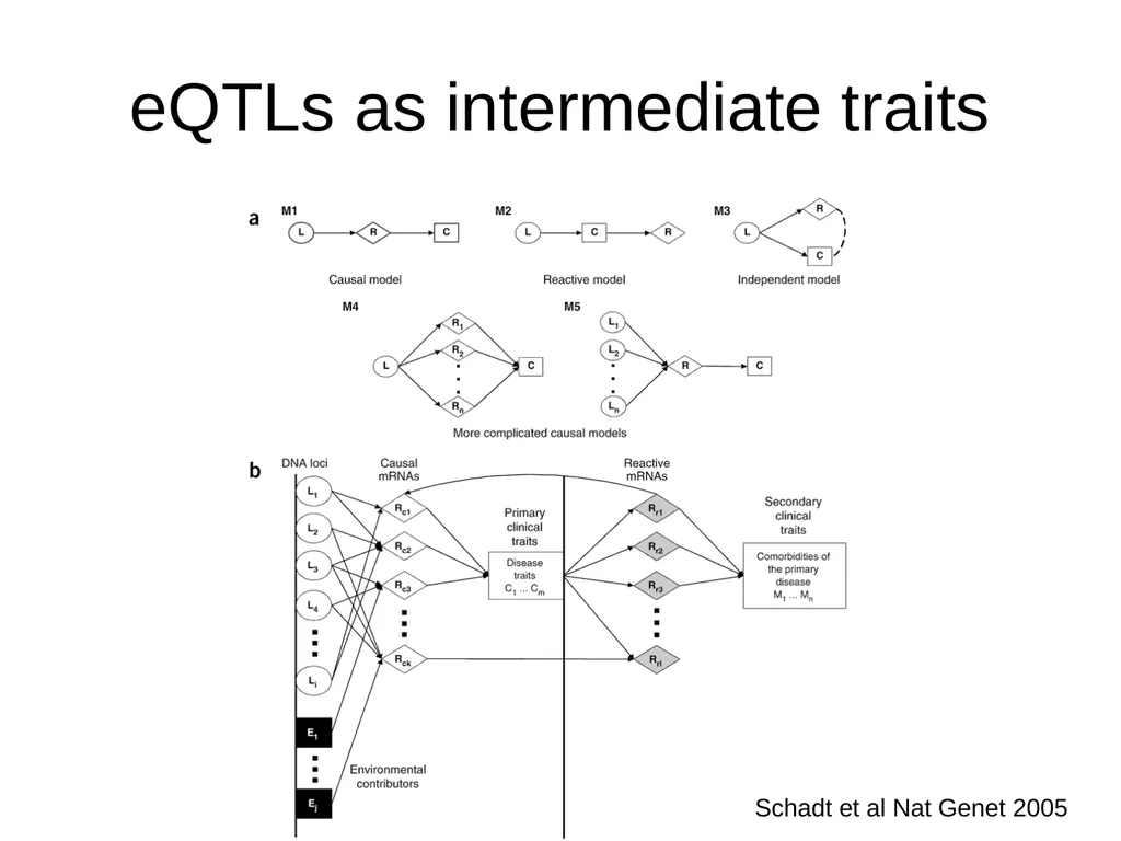 Lecture 16 Regulatory variation and eQTLs Chris - slide 39 of 59