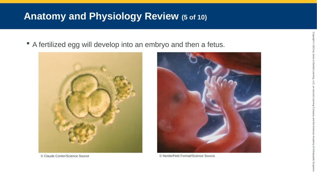Obstetrics CHAPTER 42 Introduction Pregnancy is - slide 8 of 182