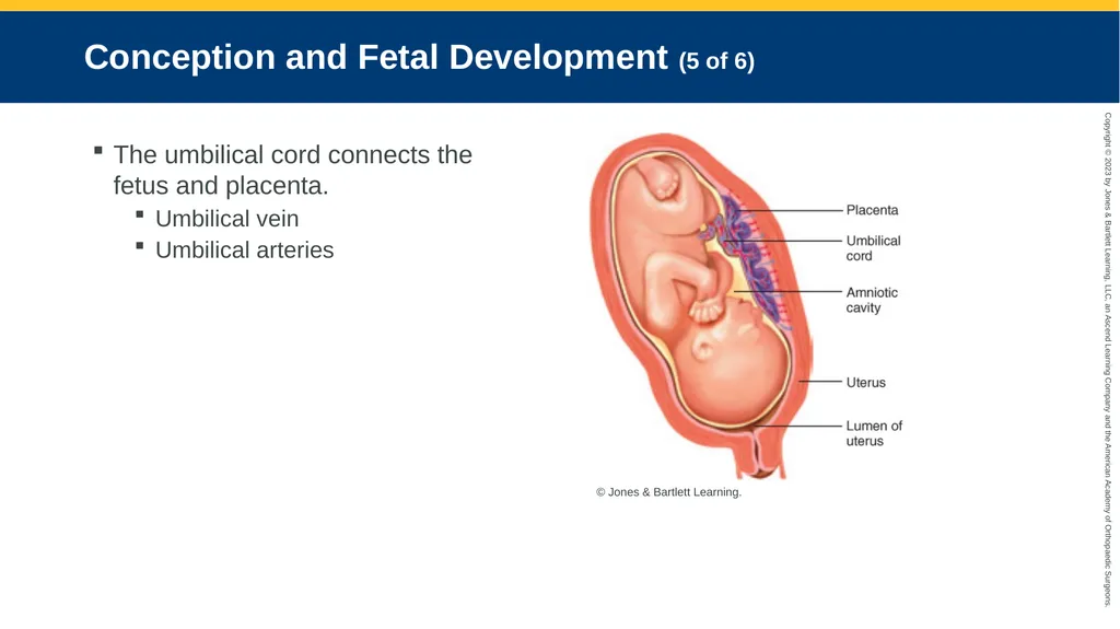 Obstetrics CHAPTER 42 Introduction Pregnancy is - slide 19 of 182