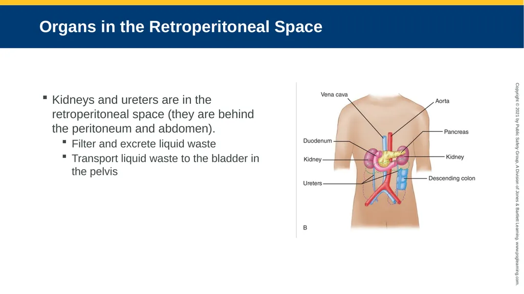 CHAPTER 16 Gastrointestinal, Genitourinary, and - slide 13 of 74