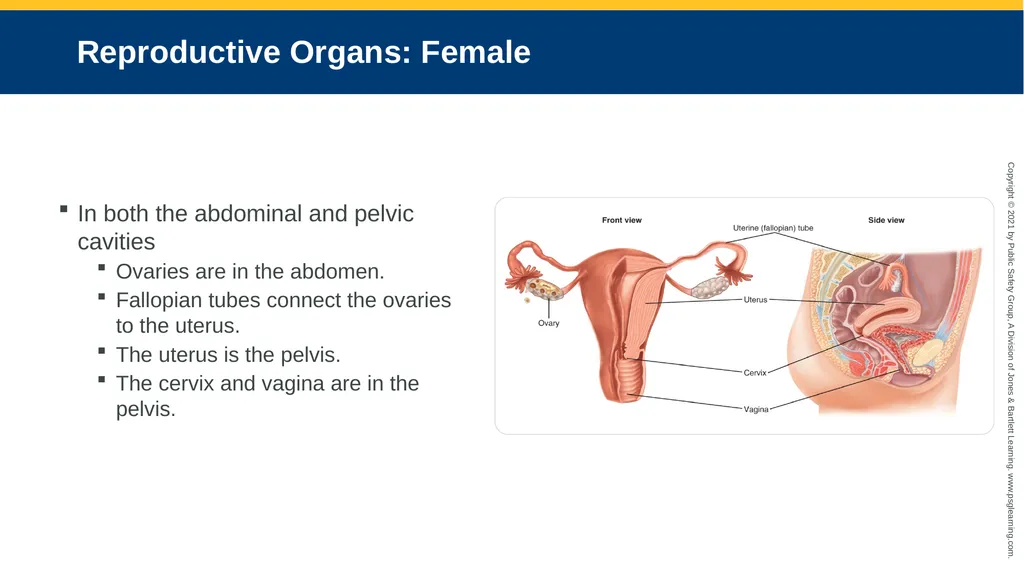 CHAPTER 16 Gastrointestinal, Genitourinary, and - slide 16 of 74