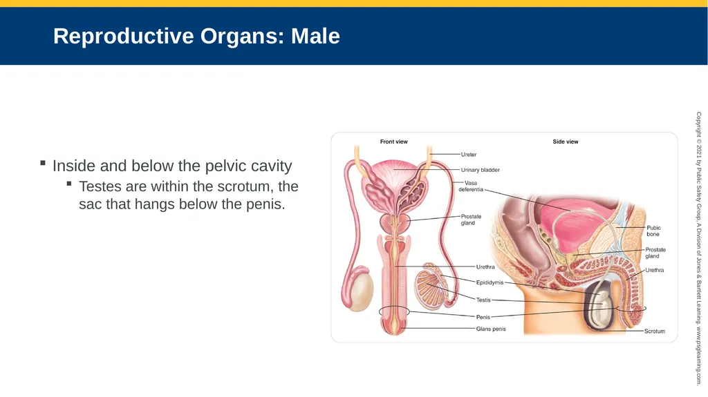 CHAPTER 16 Gastrointestinal, Genitourinary, and - slide 17 of 74
