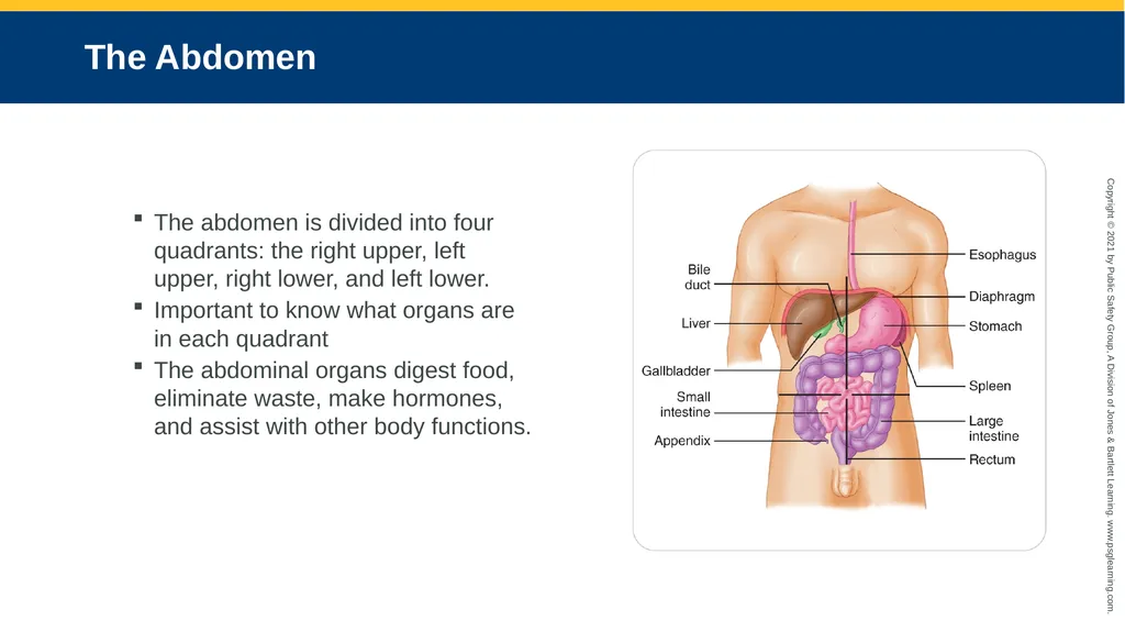 CHAPTER 16 Gastrointestinal, Genitourinary, and - slide 10 of 74