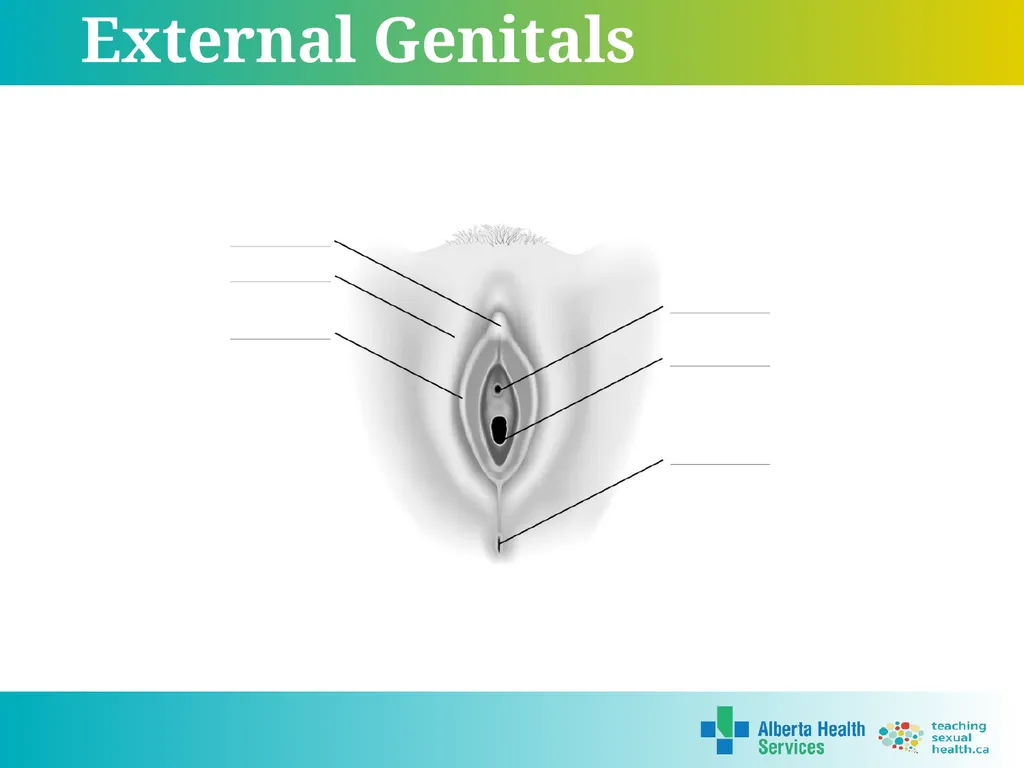 Grade 5 © 2022 Reproductive Systems External - slide 10 of 20
