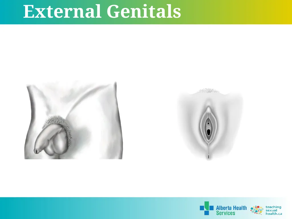 Grade 5 © 2022 Reproductive Systems External - slide 3 of 20